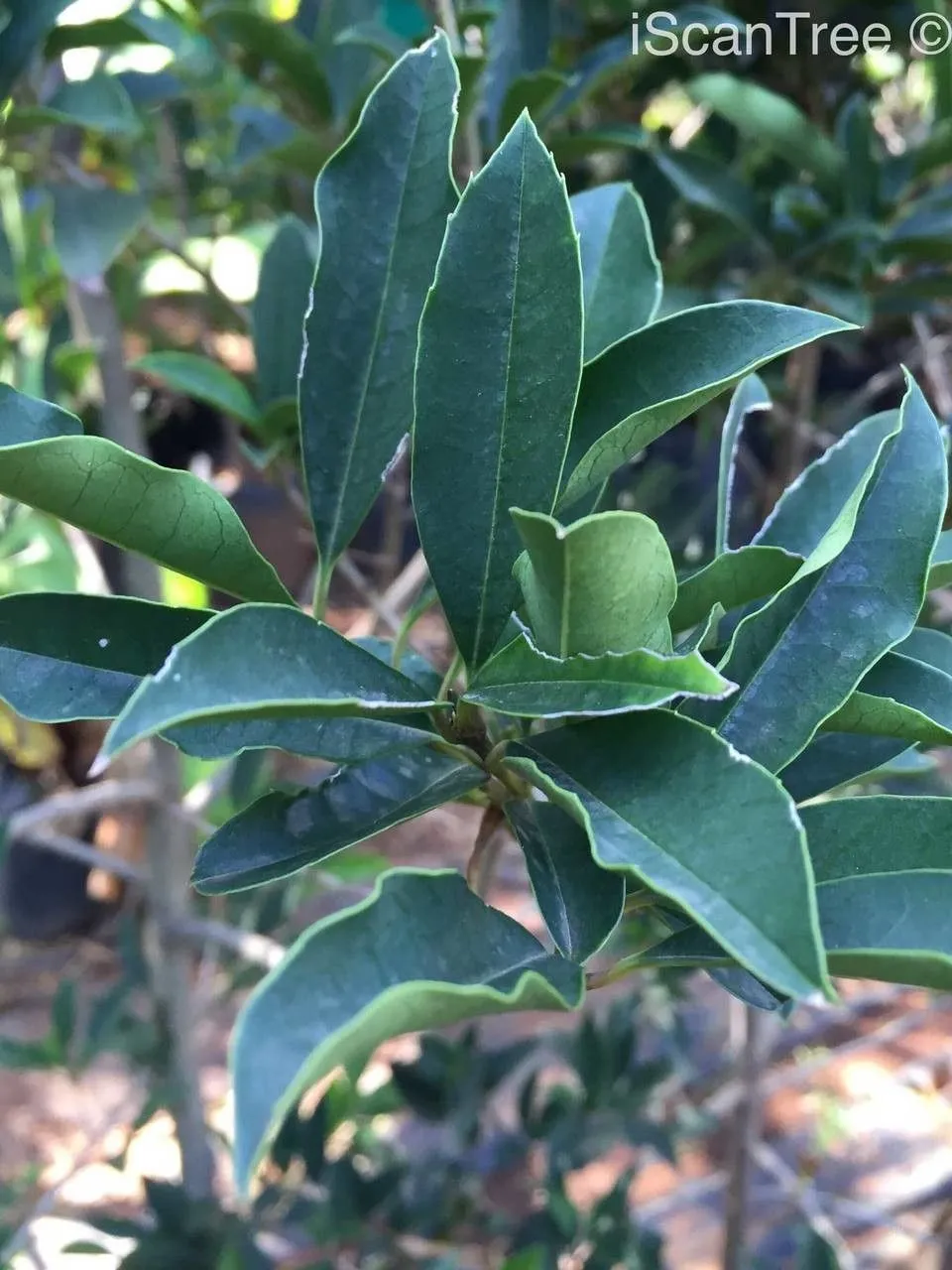 Cape holly (Ilex mitis, Rep. Brit. Assoc. Advancem. Sci. 1885: 1081 (1886))