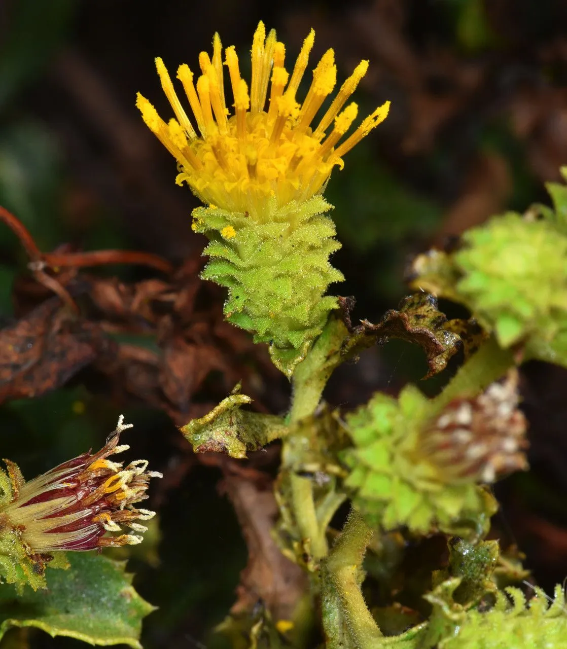 Saw-tooth goldenbush (Hazardia squarrosa, Erythea 2: 112 (1894))