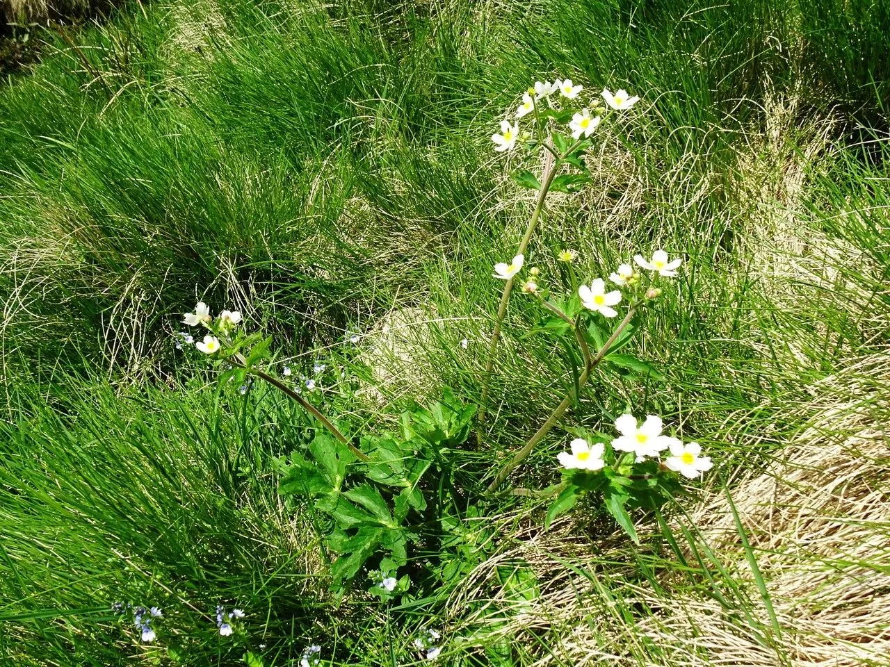 Aconite-leaf buttercup (Ranunculus aconitifolius, Sp. pl. 1:551. 1753)