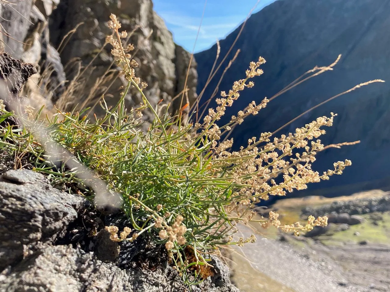 Pyrenean mignonette (Reseda glauca, Sp. Pl.: 449 (1753))