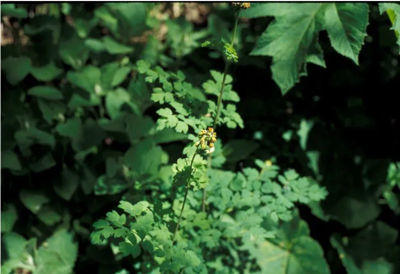 Western meadow-rue (Thalictrum occidentale, Proc. Amer. Acad. Arts 7: 372 (1868))