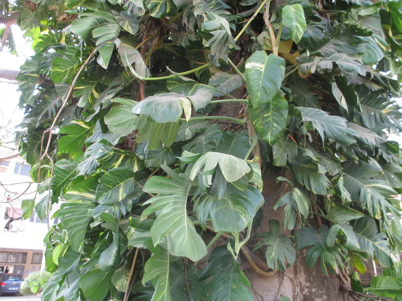 Variegated-philodendron (Epipremnum pinnatum, Pflanzenr., IV, 23B: 60 (1908))