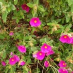 Portulacaceae