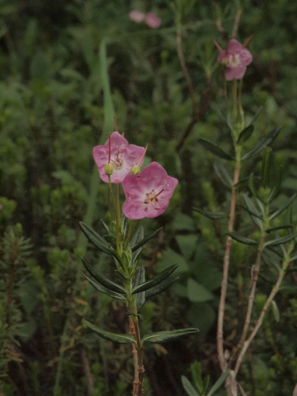 Bog-laurel (Kalmia microphylla, Bull. Torrey Bot. Club 25: 581 (1898))