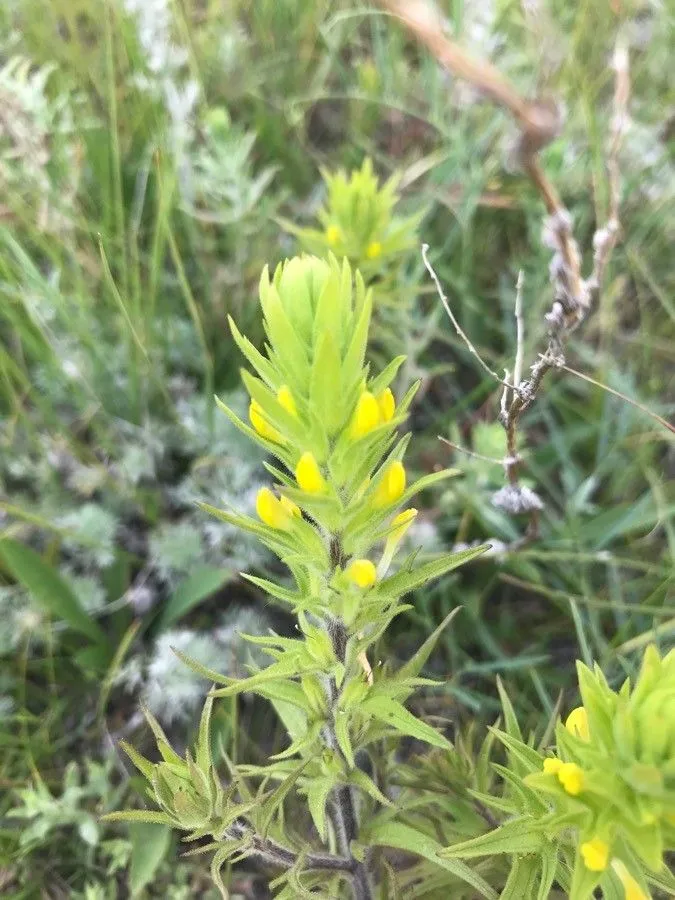 Yellow owl’s-clover (Orthocarpus luteus, Gen. N. Amer. Pl. 2: 57 (1818))