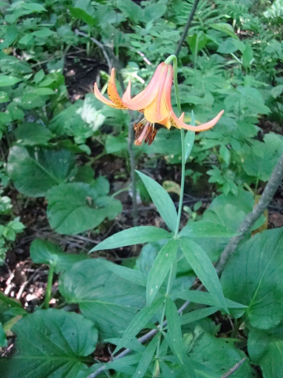 Canada lily (Lilium canadense, Sp. pl. 1:303. 1753)