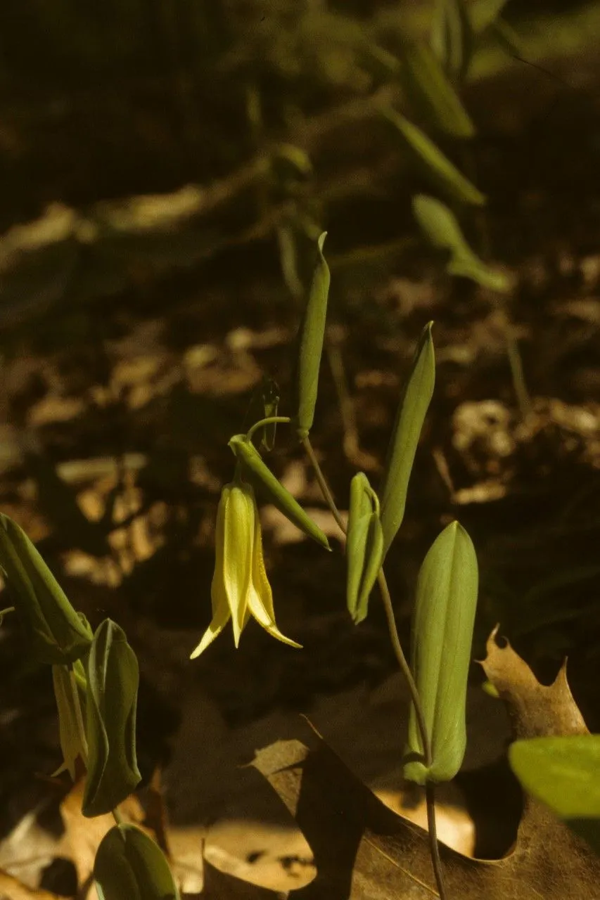 Straw-bell (Uvularia perfoliata, Sp. Pl.: 304 (1753))