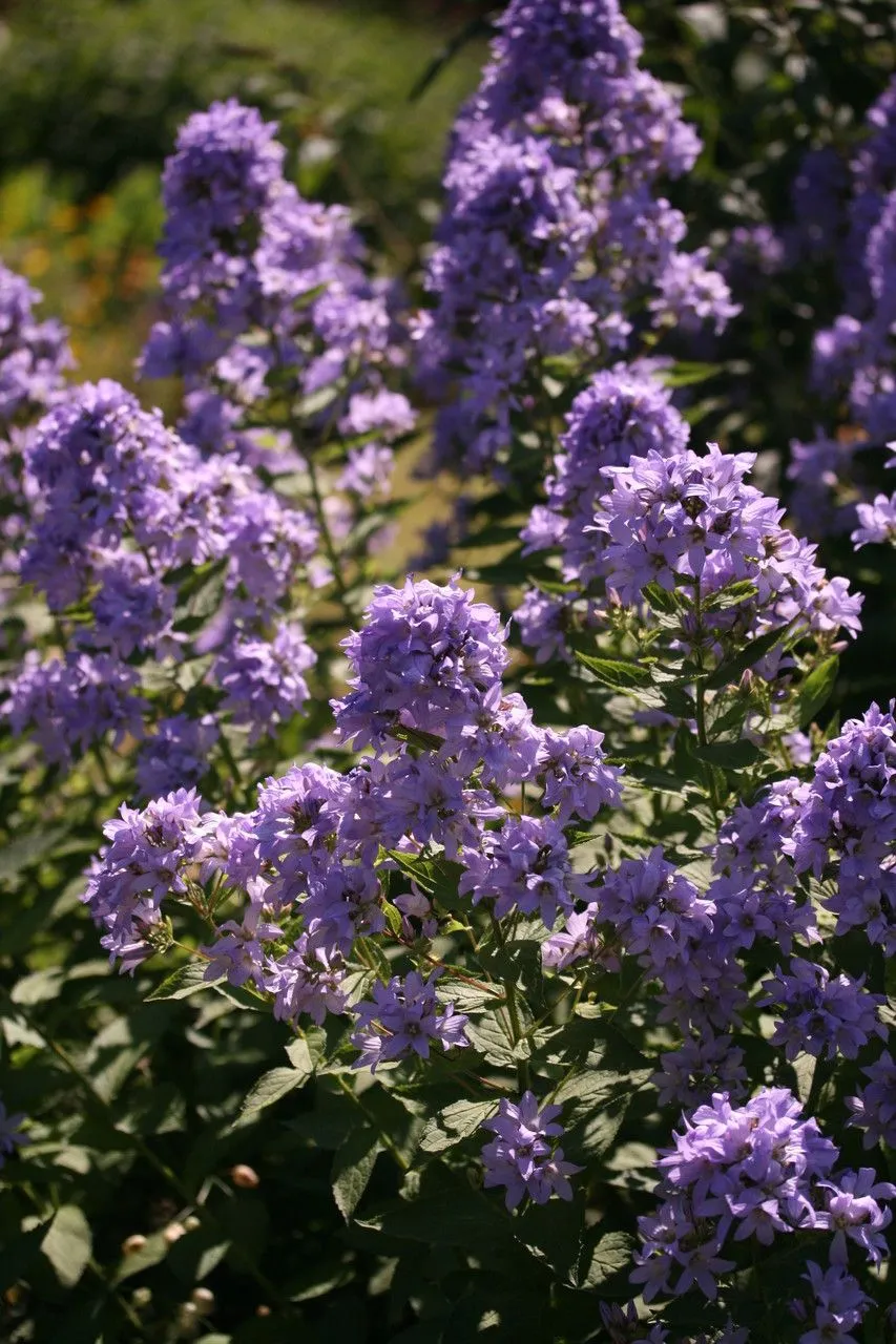 Milky bellflower (Campanula lactiflora, Fl. Taur.-Caucas. 1: 153 (1808))