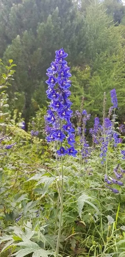 Alpine delphinium (Delphinium elatum, Sp. Pl.: 531 (1753))