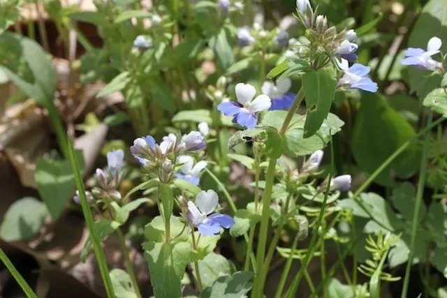 Spring blue eyed mary (Collinsia verna, J. Acad. Nat. Sci. Philadelphia 1: 190 (1817))