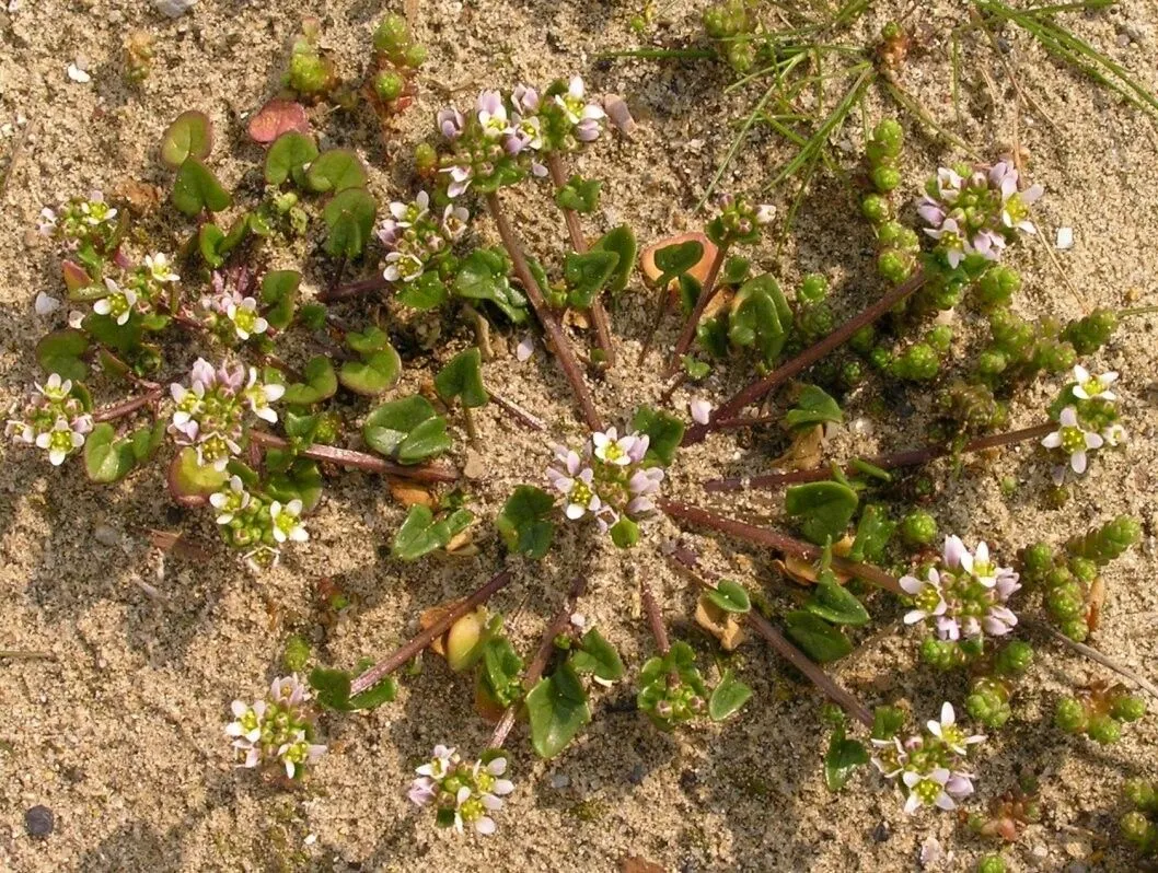 Danish scurvy grass (Cochlearia danica, Sp. Pl.: 647 (1753))