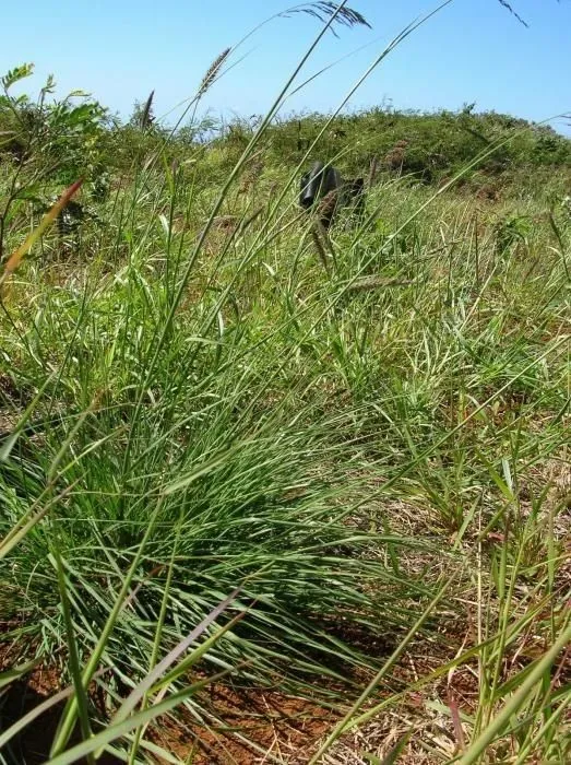 African love grass (Eragrostis curvula, Fl. Afr. Austral. Ill.: 397 (1841))