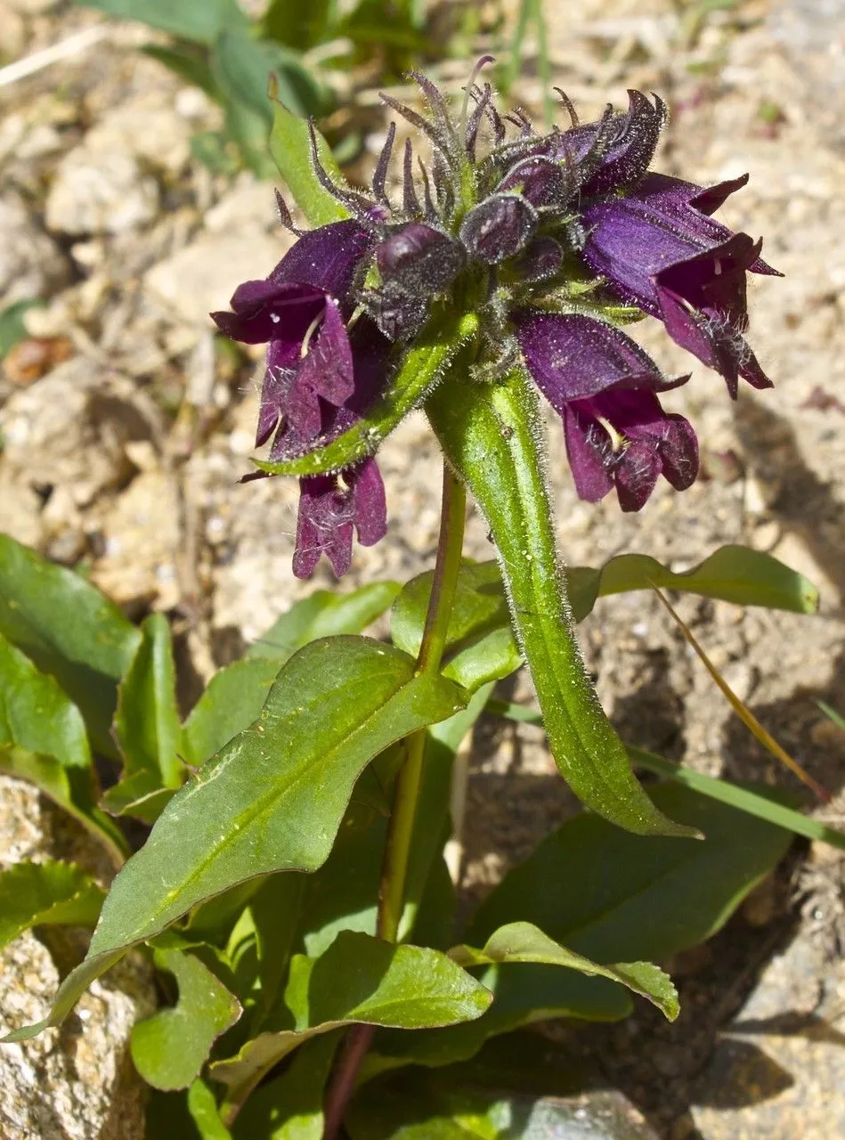 Whipple’s penstemon (Penstemon whippleanus, Proc. Amer. Acad. Arts 6: 73 (1862))