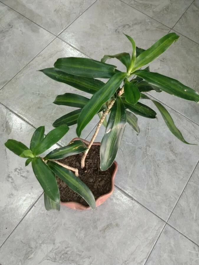 Don kayu sugih (Dracaena angustifolia, Hort. Bengal.: 24 (1814))