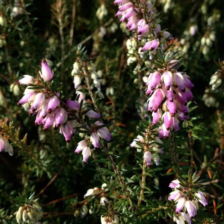 Gray heath (Erica cinerea, Sp. Pl.: 352 (1753))