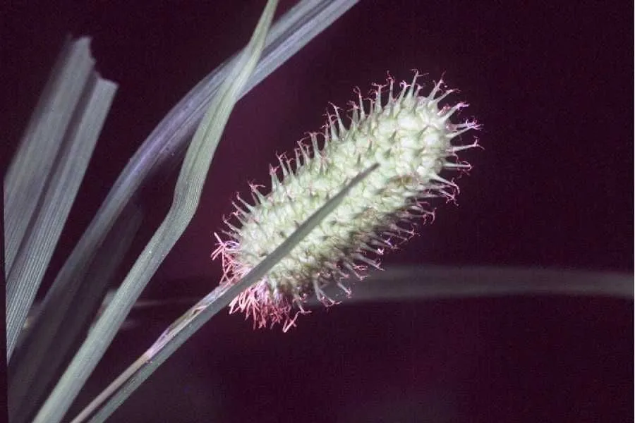 Cattail sedge (Carex typhina, Fl. Bor.-Amer. 2: 169 (1803))