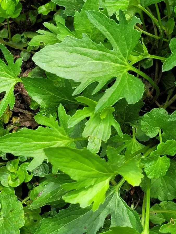 Early blue violet (Viola palmata, Sp. Pl.: 933 (1753))