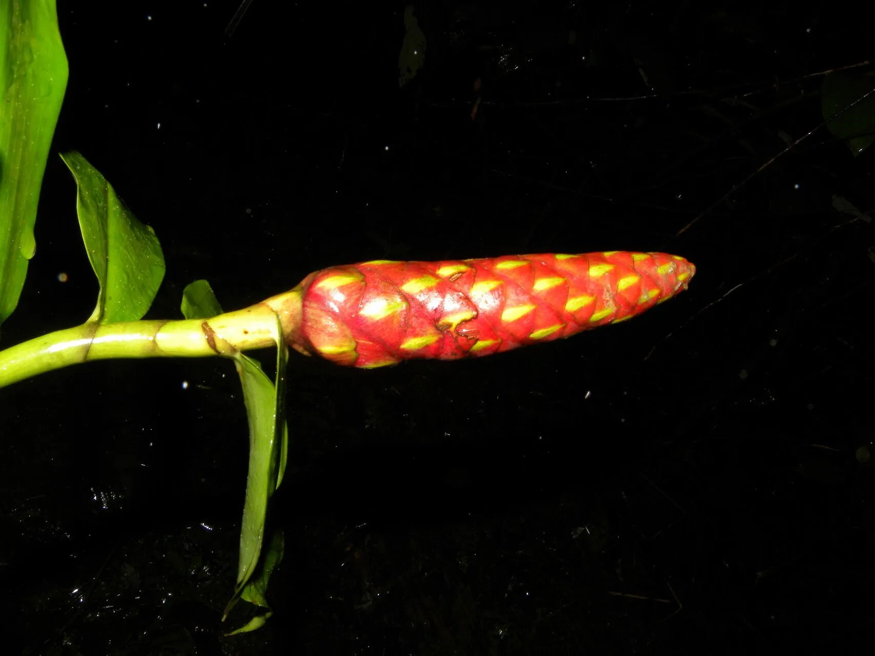 Congo cane (Costus scaber, Fl. Peruv. 1: 2 (1798))