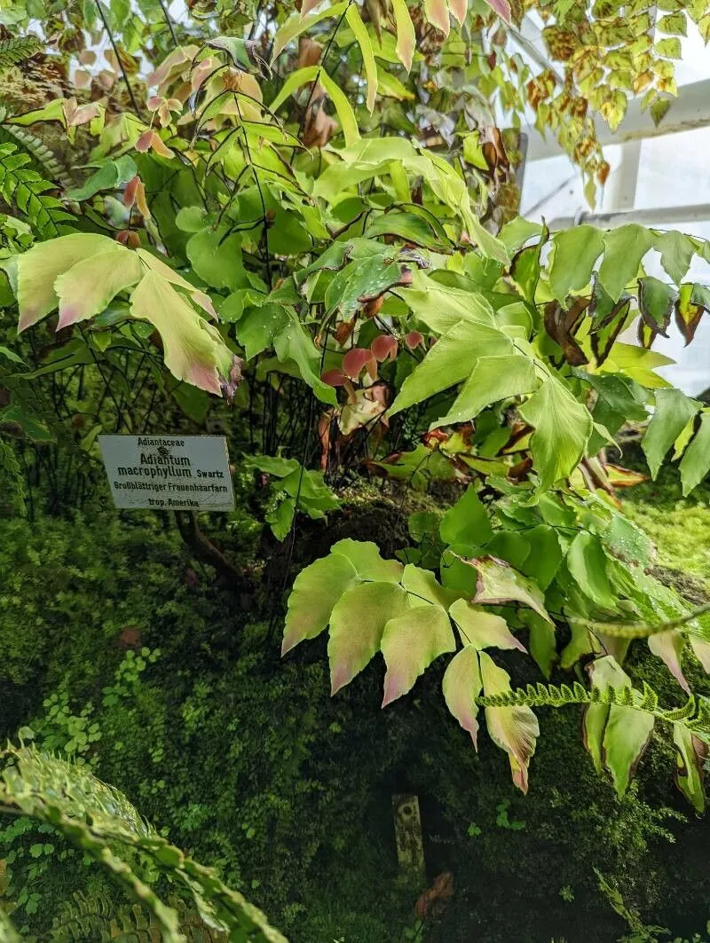 Largeleaf maidenhair (Adiantum macrophyllum, Prodr. Veg. Ind. Occ.: 135 (1788))