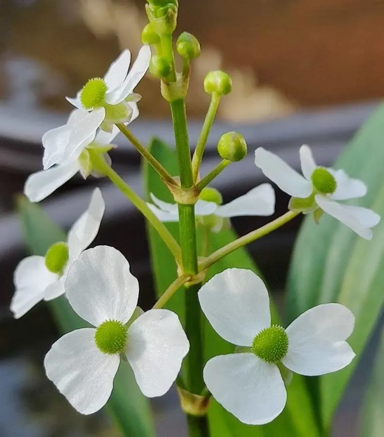 Delta arrowhead (Sagittaria graminea, Fl. Bor.-Amer. 2: 190 (1803))