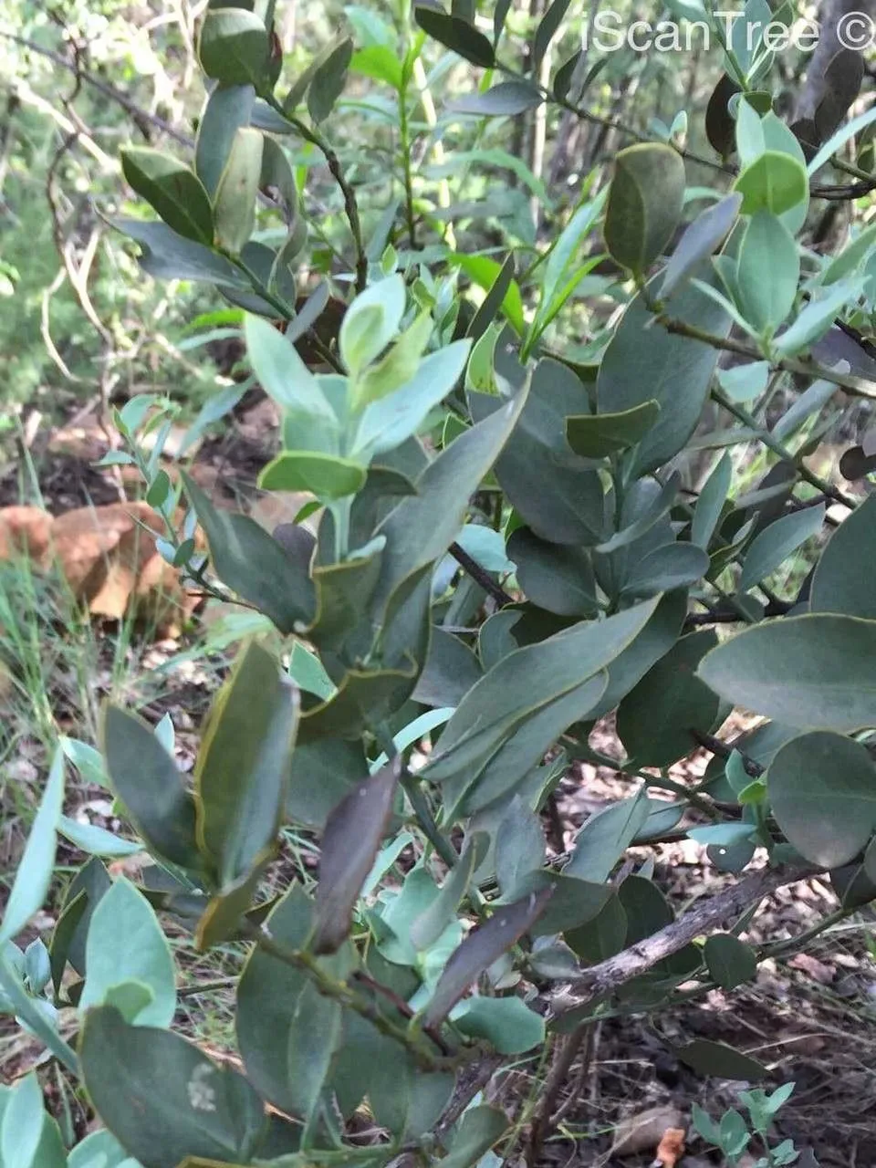 Rock tanninbush (Osyris lanceolata, Exsicc. (Unio Itin.) 1832: s.n. (1832))