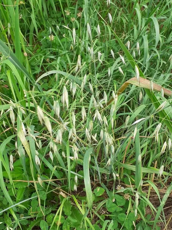 Spring wild oat (Avena fatua, Sp. Pl.: 80 (1753))