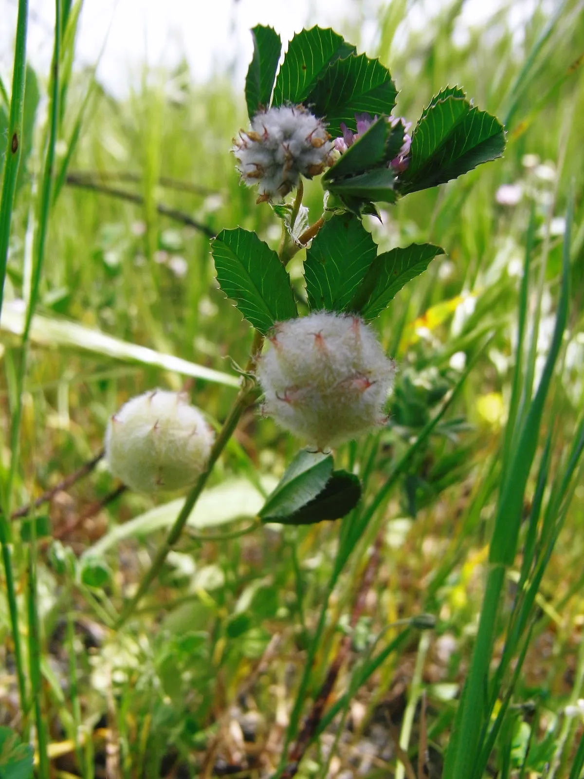 Woolly clover (Trifolium tomentosum, Sp. Pl.: 771 (1753))