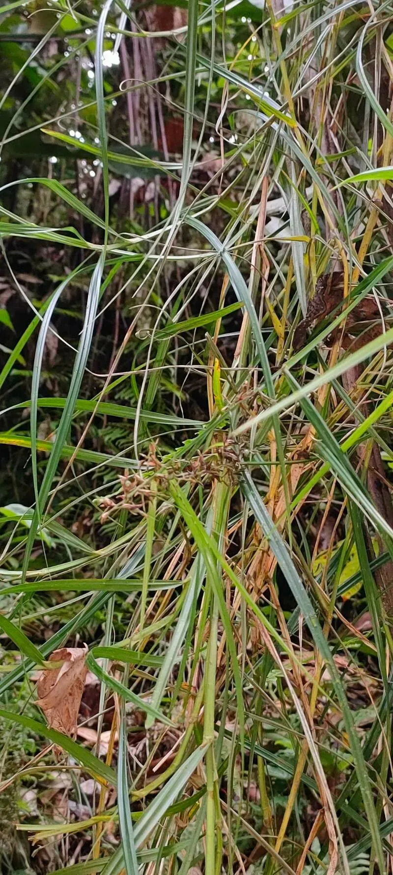 Razor grass (Scleria secans, Symb. Antill. 2: 169 (1900))