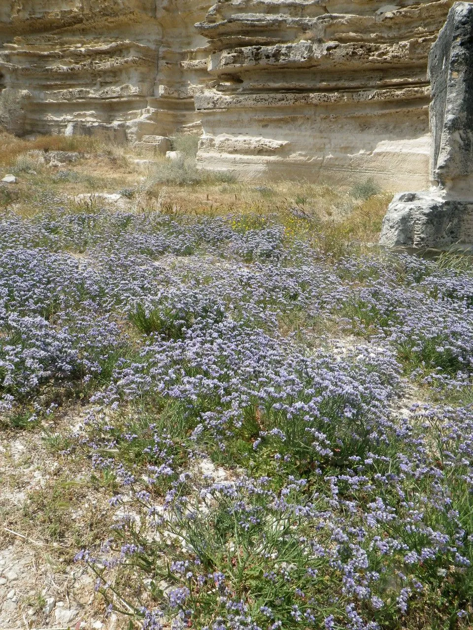 Notchleaf sea-lavender (Limonium sinuatum, Gard. Dict. ed. 8: n.º 6 (1768))