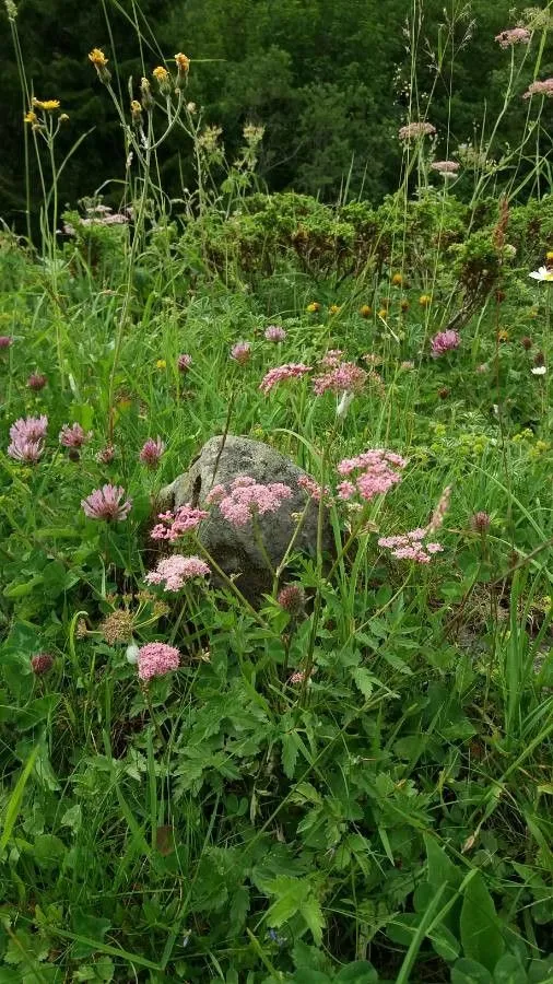 Greater burnet-saxifrage (Pimpinella major, Fl. Angl.: 110 (1762))