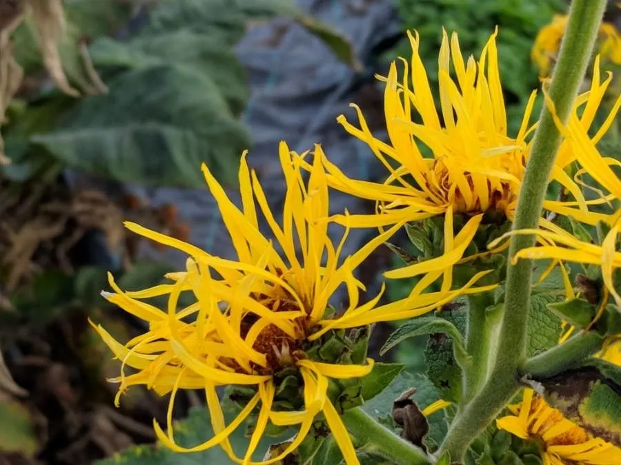 Elecampane (Inula helenium, Sp. Pl.: 881 (1753))