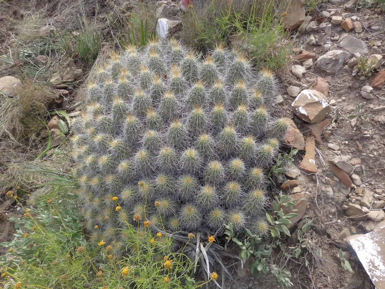 Banana cactus (Echinocereus enneacanthus, F.A.Wislizenus, Mem. Tour N. Mexico: 111 (1848))