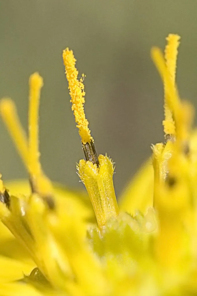 Starry rosinweed (Silphium asteriscus, Sp. Pl.: 920 (1753))