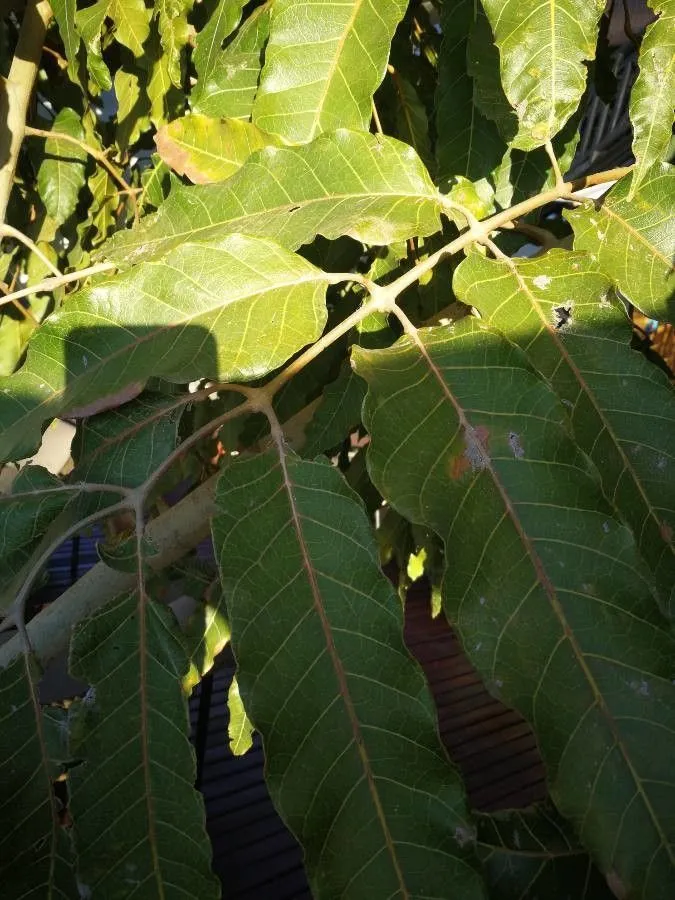 Orange milktree (Harungana madagascariensis, Encycl. 6:314. 1804)