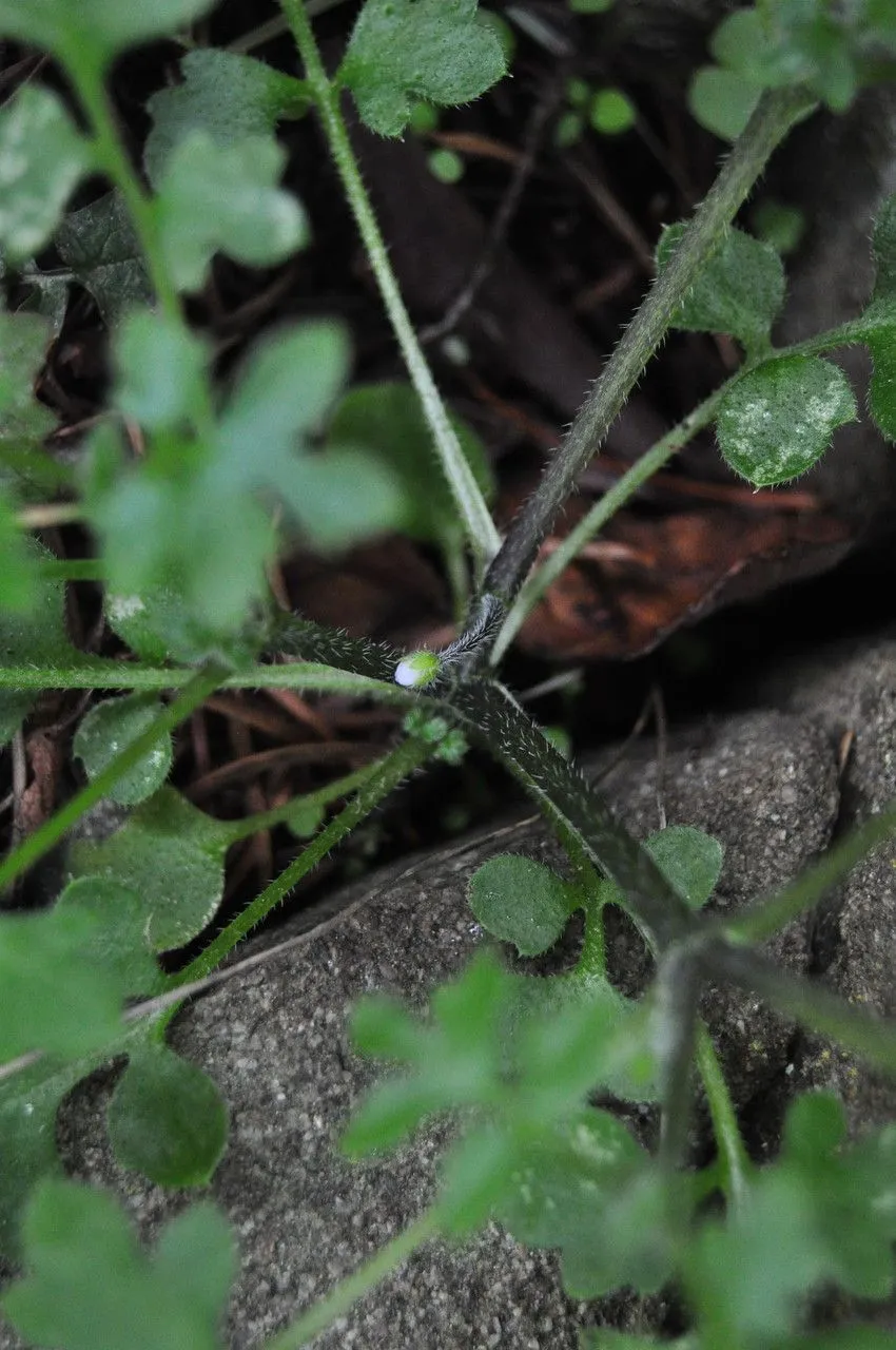 Groovelover (Nemophila parviflora, Trans. Linn. Soc. London 17: 275 (1835))