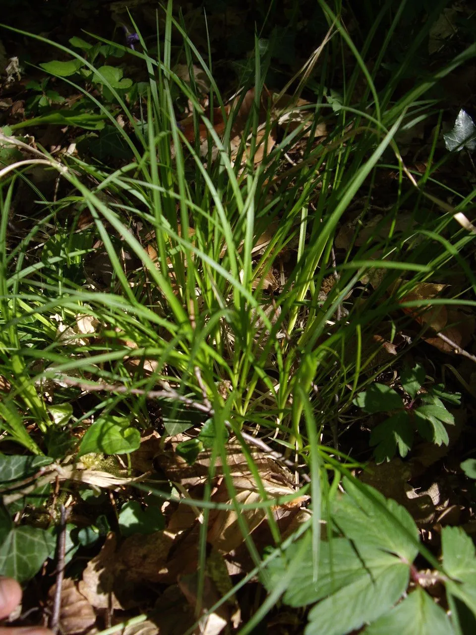 Mountain sedge (Carex montana, Sp. Pl.: 975 (1753))