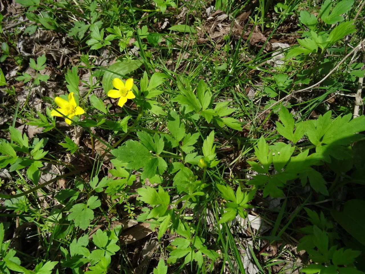 Bristly buttercup (Ranunculus hispidus, Fl. Bor.-Amer. 1: 321 (1803))