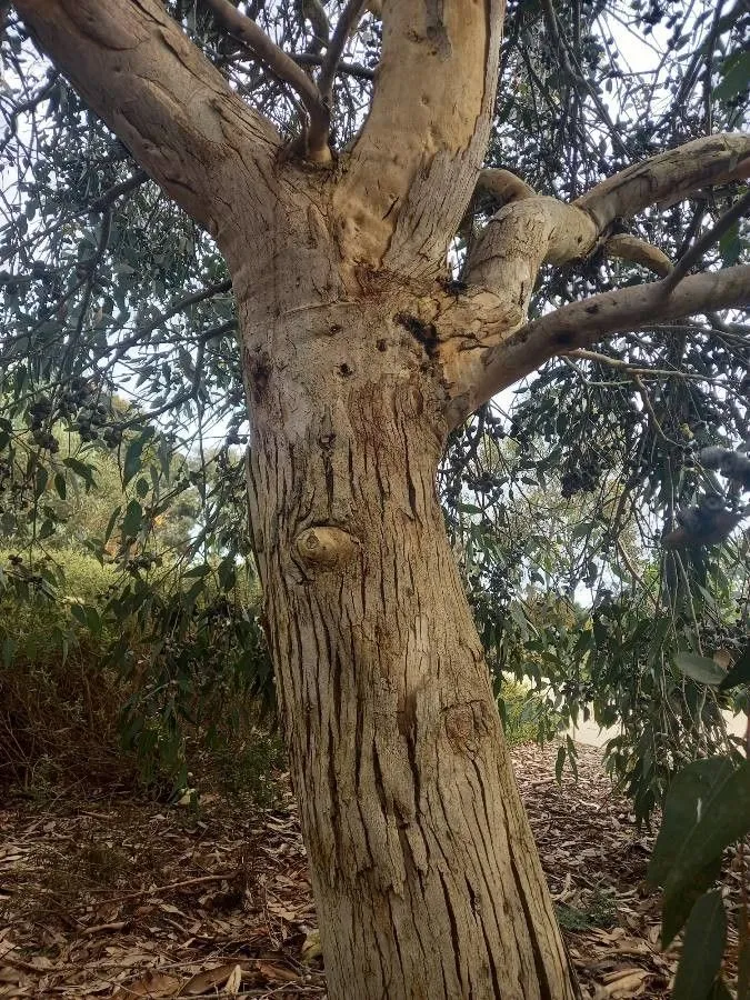 Bog gum (Eucalyptus cosmophylla, Trans. Philos. Soc. Victoria 1: 32 (1855))