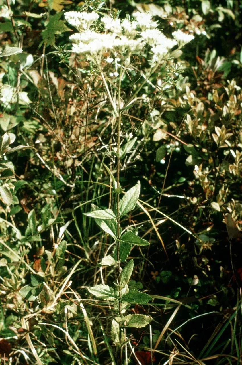 Rough boneset (Eupatorium pilosum, Fl. Carol.: 199 (1788))