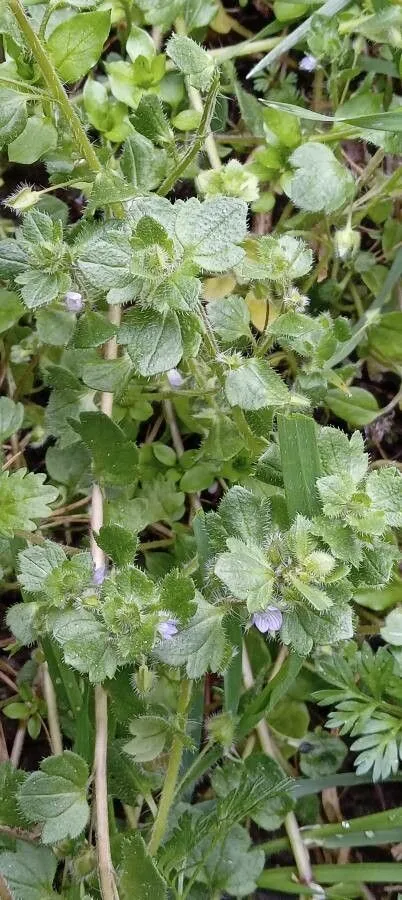 Small henbit (Veronica hederifolia, Sp. Pl.: 13 (1753))