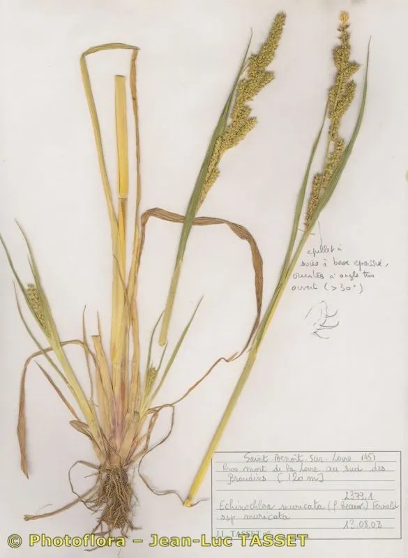 American barnyard grass (Echinochloa muricata, Rhodora 17: 106 (1915))