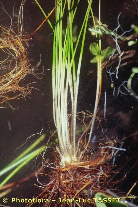 Spring quillwort (Isoetes echinospora, Bull. Soc. Bot. France 8: 164 (1861))