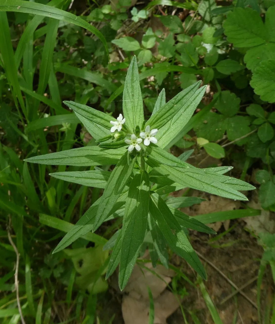 Common gromwell (Lithospermum officinale, Sp. Pl.: 132 (1753))