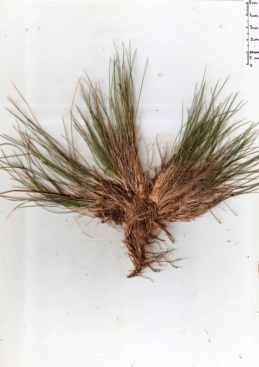 Bristle bent (Agrostis curtisii, Lejeunia, n.s., 75(Err. & Corr.): 1 (1975))