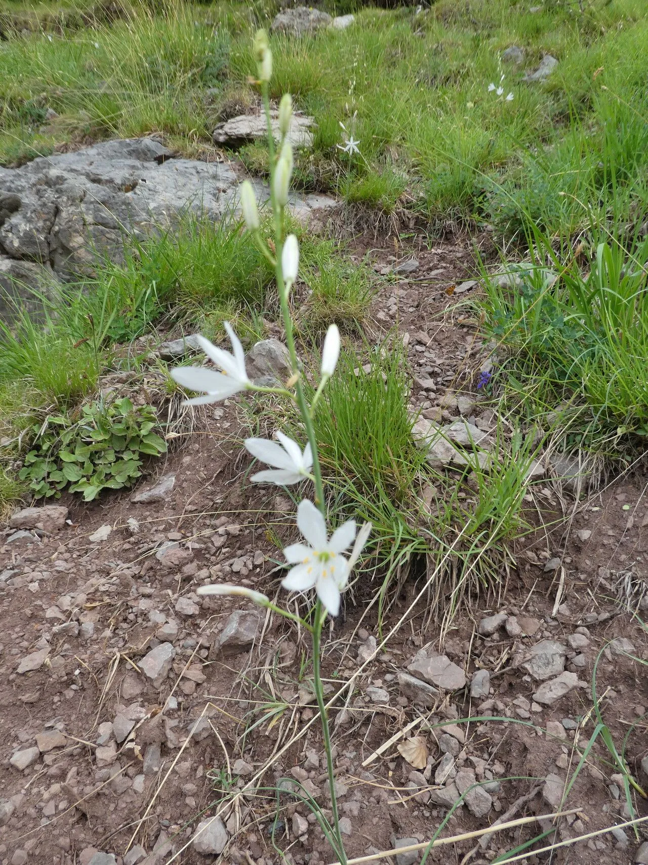 St. bernard’s lily (Anthericum liliago, Sp. Pl.: 310 (1753))