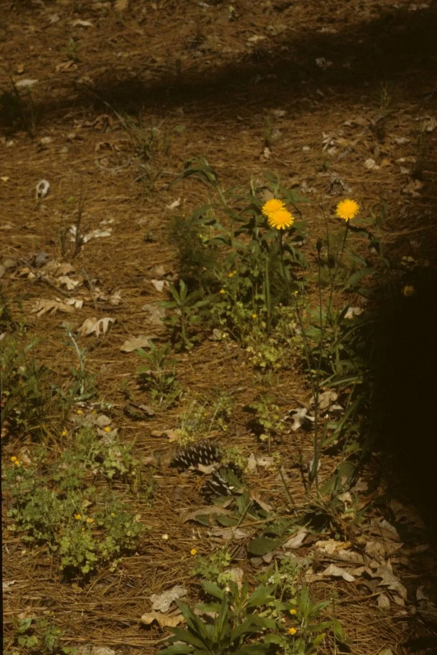 Colonial dwarf-dandelion (Krigia dandelion, Gen. N. Amer. Pl. 2: 127 (1818))