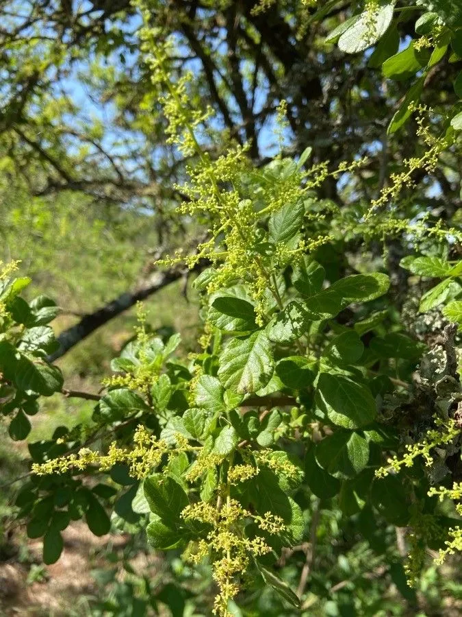 Common taaibos (Searsia pyroides, Bothalia 37: 171 (2007))