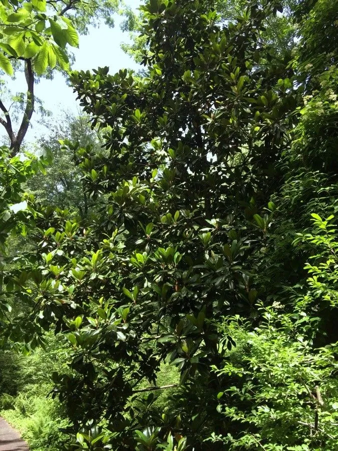 Great rhododendron (Rhododendron maximum, Sp. Pl.: 392 (1753))