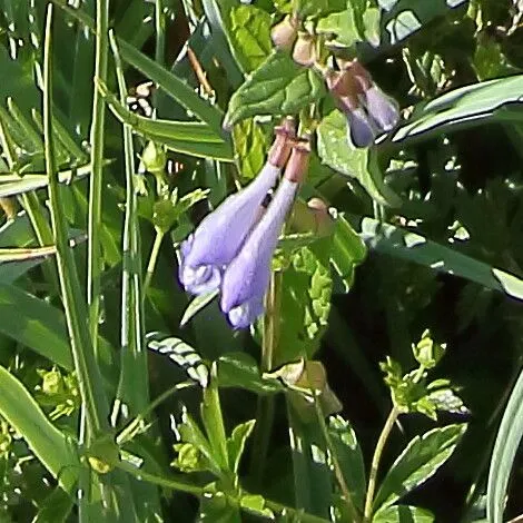 Norfolk skullcap (Scutellaria hastifolia, Sp. Pl.: 599 (1753))