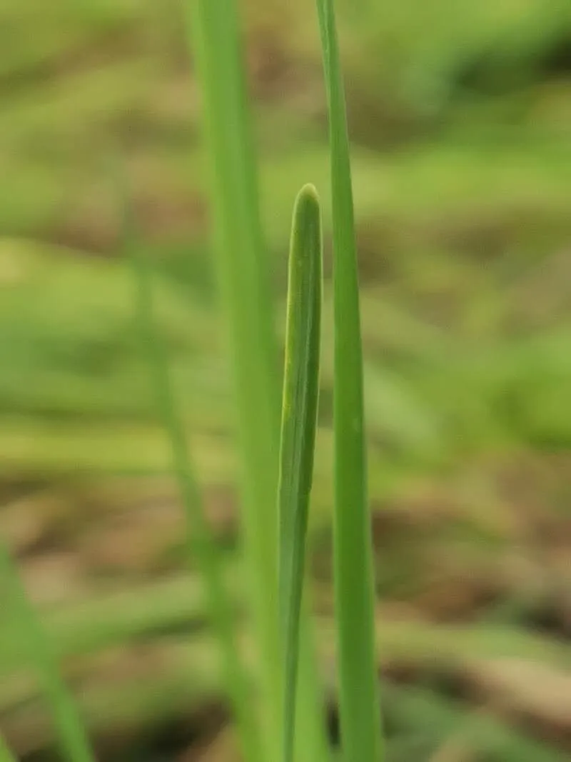 Fragrant garlic (Allium ramosum, Sp. Pl.: 296 (1753))